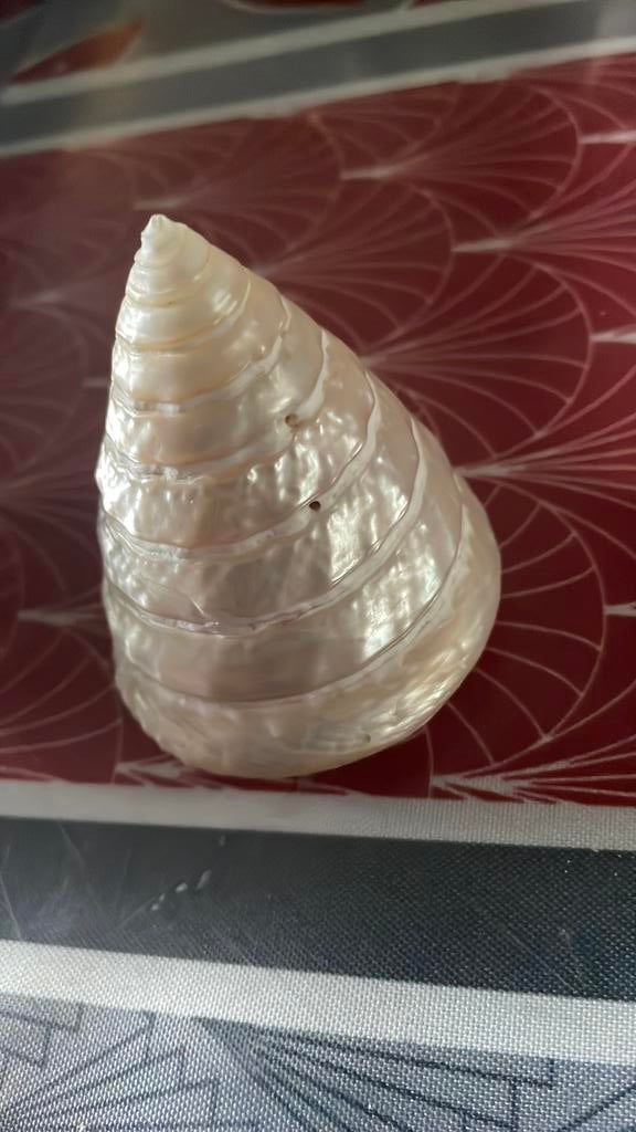 Coquillages, Ophalen of Verzenden, Schelp(en)