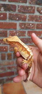 1.0 rustige Rode Tricolor wimpergekko man, Dieren en Toebehoren, Hagedis, Tam, 0 tot 2 jaar