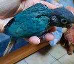 Conure molinae, pyrrhura EAM, Animaux & Accessoires
