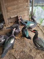 Barberie eenden, zie beschrijving