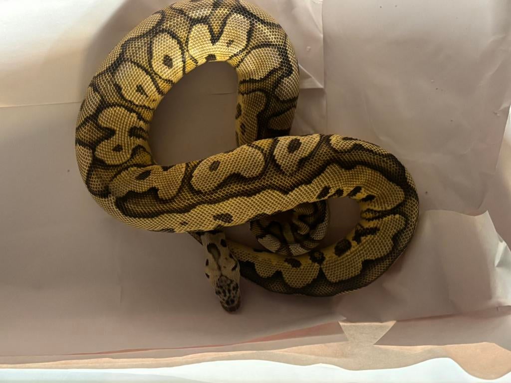 Clown pythons te koop, Serpent, Domestique, 3 à 6 ans