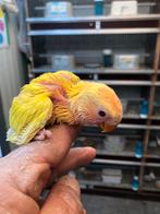 Geel baby dwergpapegaai  lutino opalin, Dieren en Toebehoren, Vogels | Parkieten en Papegaaien