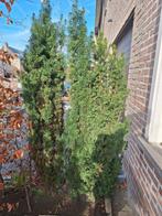 3 taxus struiken 180 cm hoog - totaal prijs voor de 3, Tuin en Terras, Ophalen