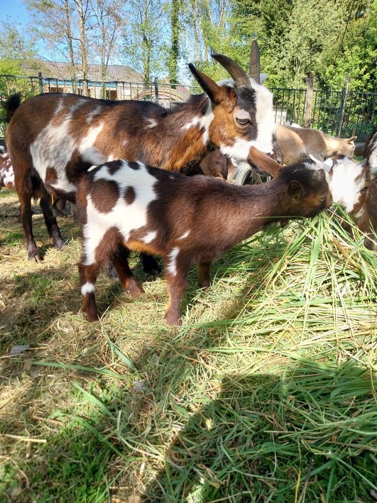 Geitenbokje gevlekt geboren 22 februari., Dieren en Toebehoren, Schapen, Geiten en Varkens, Mannelijk, Geit, 0 tot 2 jaar