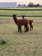 Donkerbruine alpaca hengstjes te koop, Dieren en Toebehoren, Maart, Mannelijk