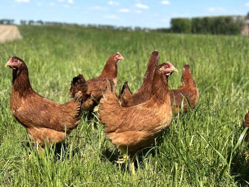 Jonge tamme Red star kippen gesekst en ingeënt, Dieren en Toebehoren, Pluimvee, Kip, Vrouwelijk