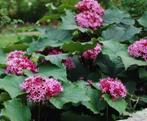 Diverse potten van mooie buitenplant Clerodendrum Bungei, Ophalen, Zomer, Vaste plant, Overige soorten
