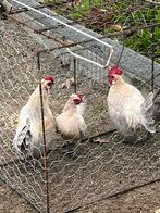 Koppel krieltjes, Dieren en Toebehoren, Pluimvee