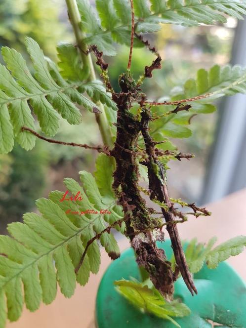 Phase Taraxippus samarae, Dieren en Toebehoren, Insecten en Spinnen, Wandelende tak