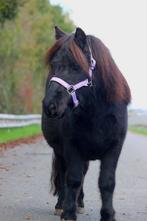 Halve stal gezocht, Dieren en Toebehoren