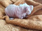 Skinny cavia, Cavia, Augustus, Vrouwelijk, Tam