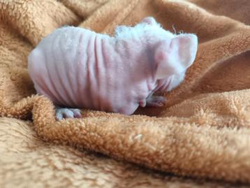 Skinny cavia beschikbaar voor biedingen