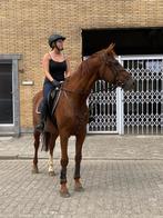 Recreatie wandelpaardje, Dieren en Toebehoren, Paarden, Merrie