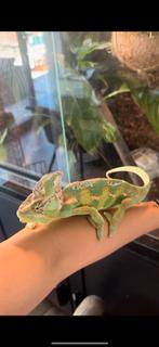 Jemen kameleon met toebehoren, Dieren en Toebehoren, Reptielen en Amfibieën, Overige soorten, Met terrarium, 0 tot 2 jaar