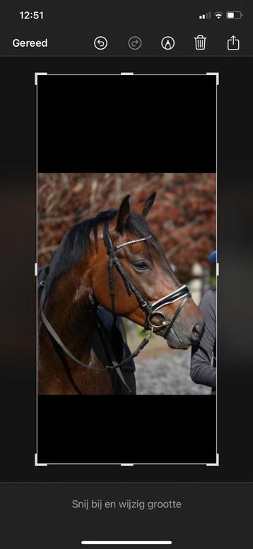 4 jarige ruin beschikbaar voor biedingen