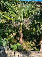 Palm winterhard buiten, Tuin en Terras, Planten | Bomen, Bloeit niet, Minder dan 100 cm, Palmboom, Ophalen