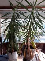 Yucca, Huis en Inrichting, Kamerplanten, Ophalen, Yucca
