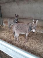 Mooie Ezels veulens, Dieren en Toebehoren, Hengst, Recreatiepony, Ontwormd