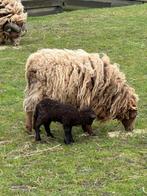 Ouessant schapen zeer aanhankelijk, Mouton, Plusieurs animaux, 0 à 2 ans