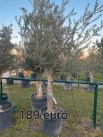 Olijfbomen olea europaea aan stuntprijzen !, Ophalen of Verzenden