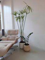 Papyrus plant, Ophalen