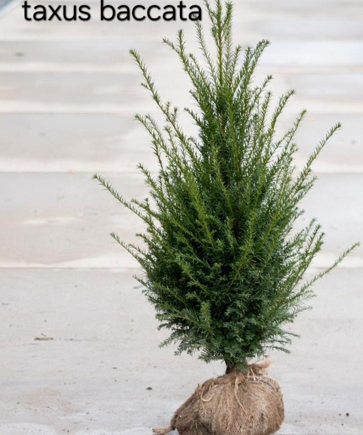Taxus baccata!, Tuin en Terras, Planten | Struiken en Hagen, Taxus, Ophalen