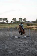 Halve stal gezocht!, Merrie, Springpaard
