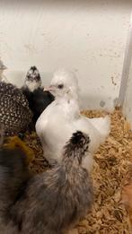 Usa zijdehoen kuikens, Dieren en Toebehoren