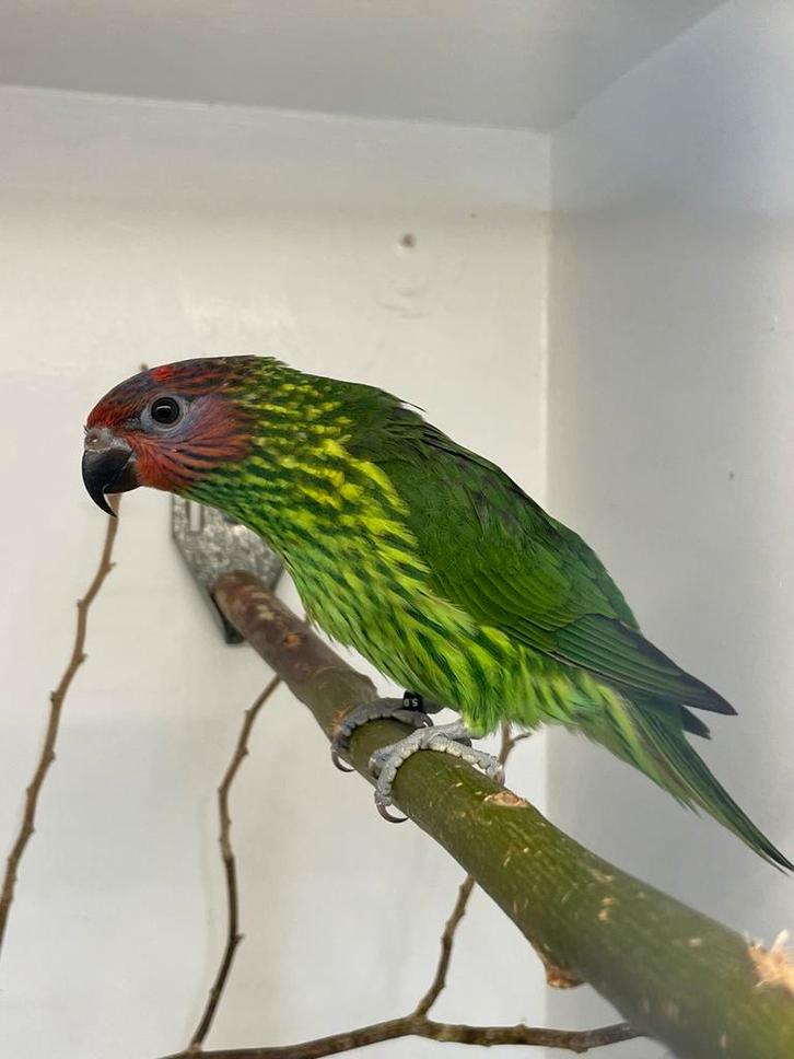 Te koop: Viooltjeslori – vrouwelijk, 2025, Dieren en Toebehoren, Vogels | Parkieten en Papegaaien, Vrouwelijk, Geringd