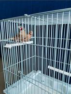 Cou-coupé / Bandvink, Dieren en Toebehoren, Vogels | Overige Vogels