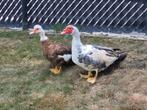 Koppel barberies, zie beschrijving, Dieren en Toebehoren, Pluimvee