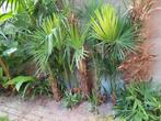 Wondermooie Trachycarpus Fortunei palmboom, Tuin en Terras, Planten | Bomen, Ophalen of Verzenden, Palmboom