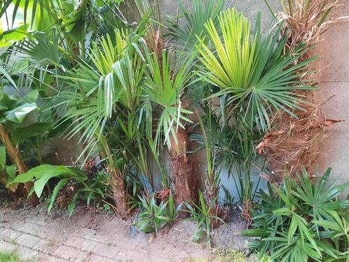 Wondermooie Trachycarpus Fortunei palmboom, Tuin en Terras, Planten | Bomen, Palmboom, Ophalen of Verzenden