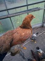 Brahma hennen te koop, Dieren en Toebehoren, Pluimvee
