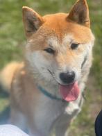 Shiba Inu 16 mois, Animaux & Accessoires, Un chien, Étranger, 1 à 2 ans, Parvovirose
