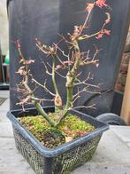 Acer palmatum orange dream, Tuin en Terras, Ophalen