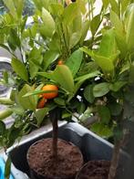 Zeer mooie MANDARIJNEN-BOOMPJES ( op stam) , geënt! 24€/stuk, Ophalen of Verzenden, Vaste plant, Fruitplanten, Volle zon