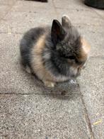 Dwergkonijntje leeuwenkopje, Dieren en Toebehoren, Konijnen