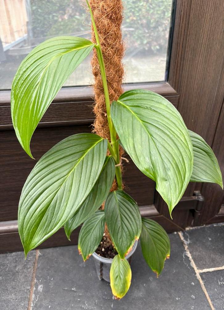 Monstera EC7, Maison & Meubles, Plantes d'intérieur, Enlèvement ou Envoi