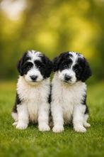 Knappe Aussiedoodle pups (aussie x poedel), Dieren en Toebehoren, België, CDV (hondenziekte), 8 tot 15 weken, Meerdere