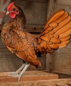 Sebright mooie jonge haantjes, Dieren en Toebehoren, Pluimvee