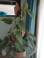 Bégonia corallina, Huis en Inrichting, Kamerplanten, Ophalen, Overige soorten, Halfschaduw, Minder dan 100 cm