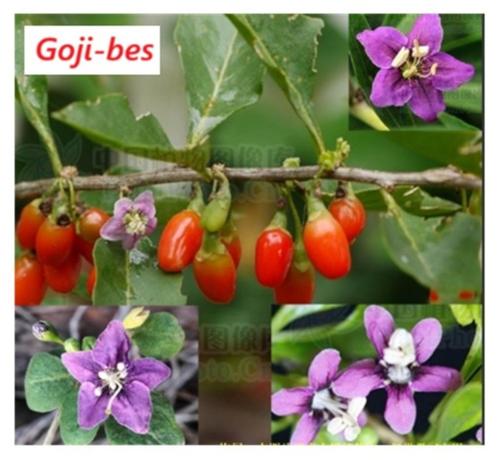 Mooie GOJIBES-PLANTEN , In pot gekweekt, 70/80 cm, 8€/stuk, Tuin en Terras, Planten | Tuinplanten, Vaste plant, Fruitplanten, Volle zon