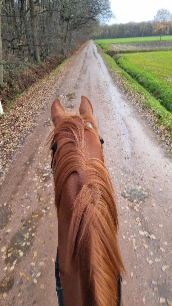 Stal gezocht, Dieren en Toebehoren, Stalling en Weidegang