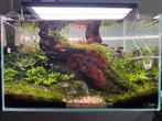 ADA 60p aquascaped aquarium te koop., Dieren en Toebehoren, Ophalen, Zo goed als nieuw