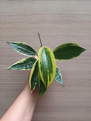 Hoya macrophylla albomarginata  beschikbaar voor biedingen