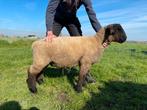 Suffolk ram lam te koop, Animaux & Accessoires, Moutons, Chèvres & Cochons, Mouton, Mâle, 0 à 2 ans