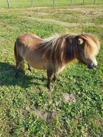 Mini shetland stamboek merrie, Dieren en Toebehoren, Merrie, Gechipt, Niet van toepassing, A pony (tot 1.17m)
