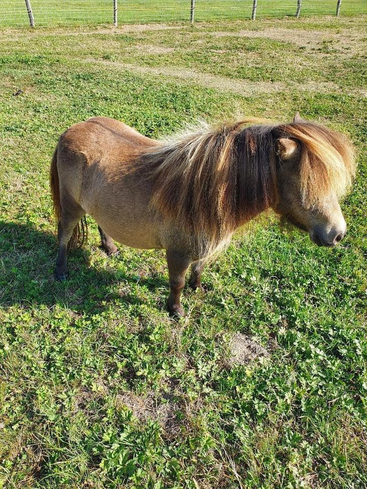 Mini shetland stamboek merrie, Dieren en Toebehoren, Pony's, Merrie, Niet van toepassing, A pony (tot 1.17m), Recreatiepony, 3 tot 6 jaar