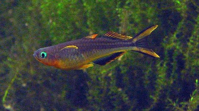 Hobbyaquarium vissen/garnalen/slakken vrijdag 2 januari, Dieren en Toebehoren, Vissen | Aquariumvissen